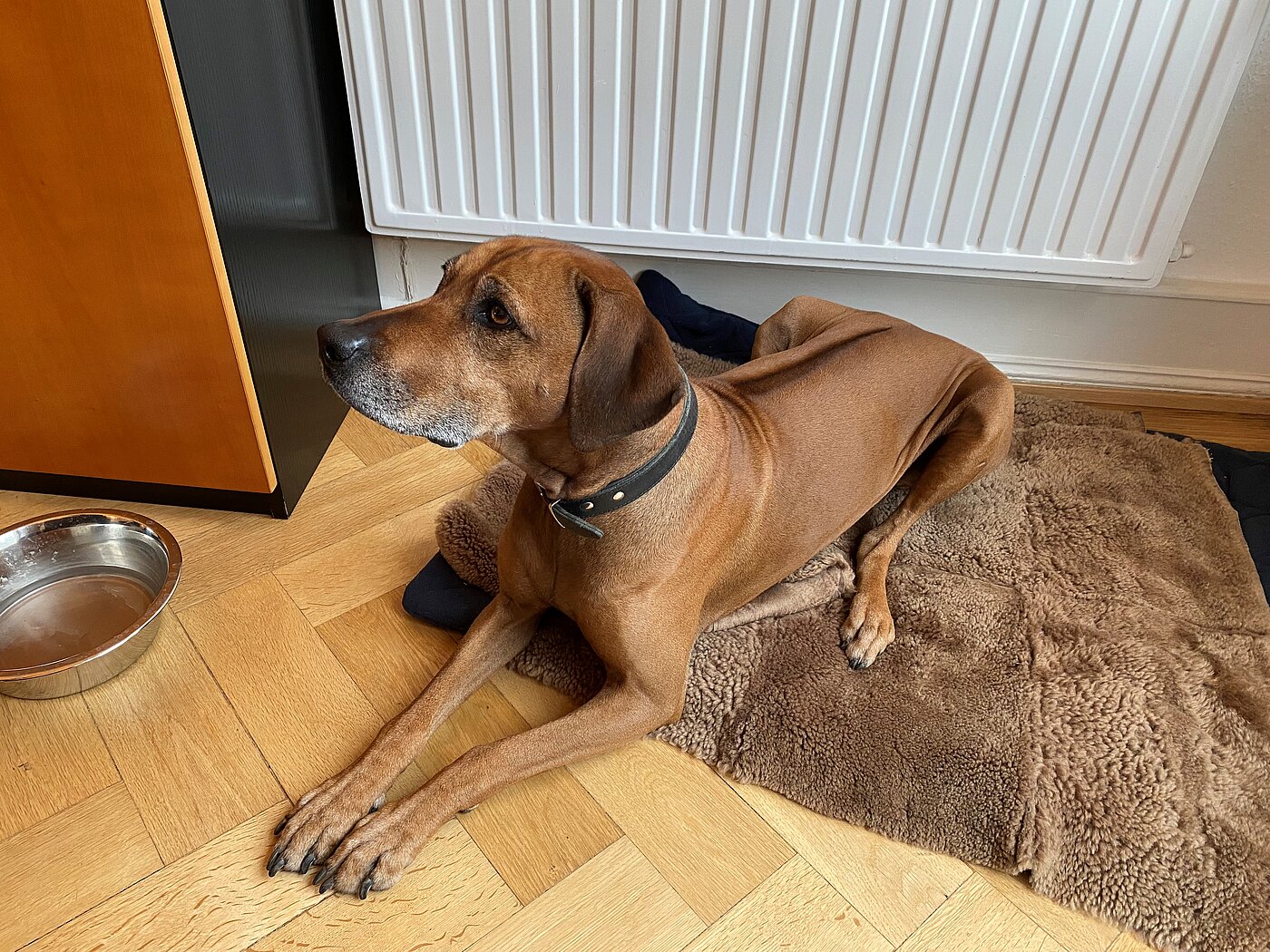 Maja - "unser" Bürohund