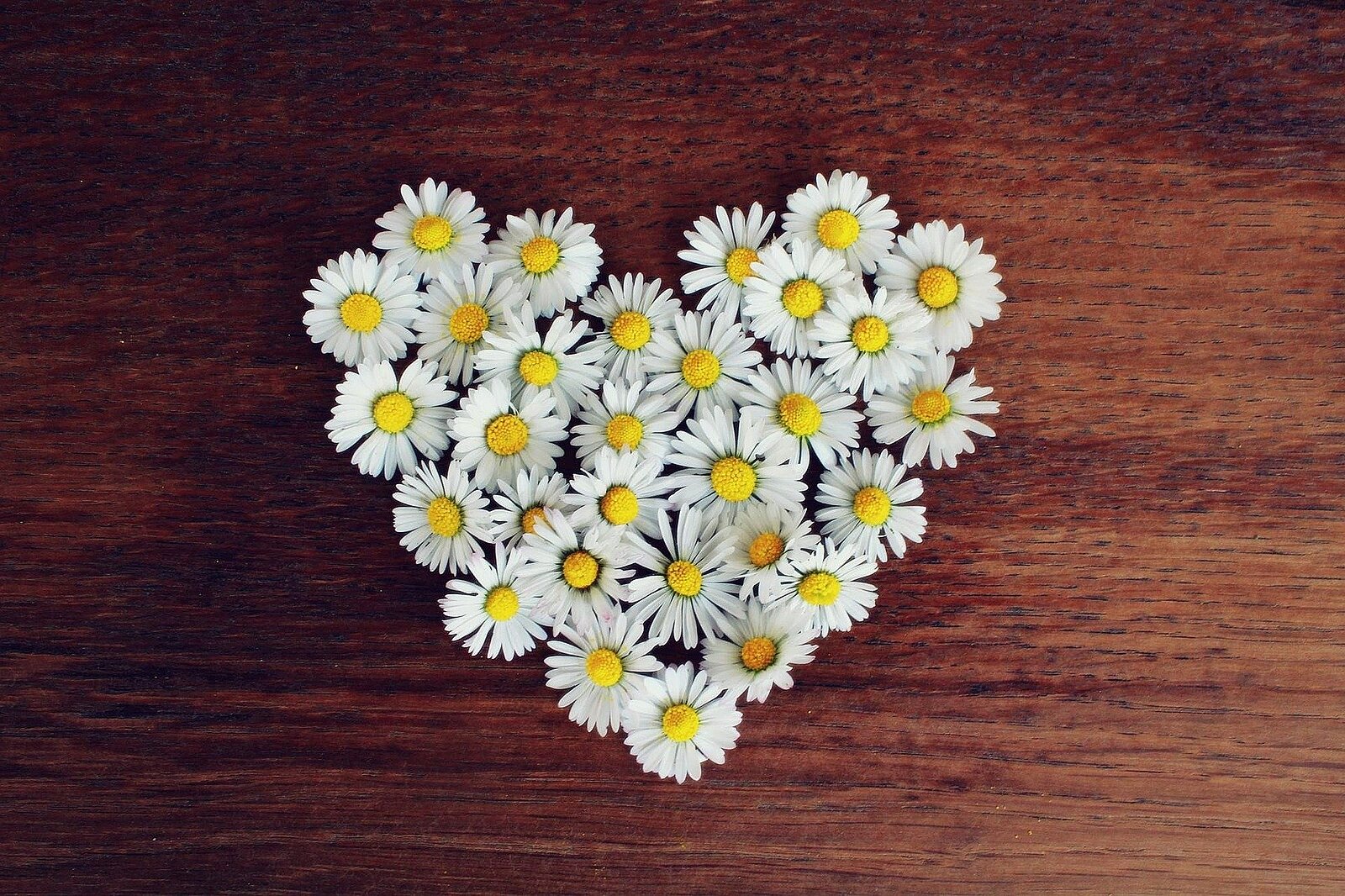 Herz aus Gänseblümchen